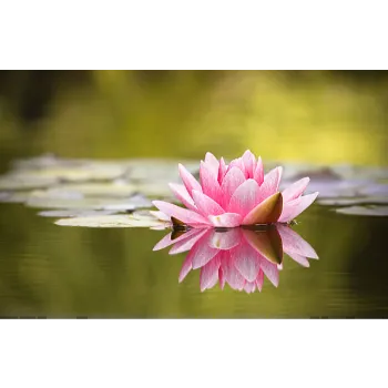 Lotus Plant7-4099748-89574.webp